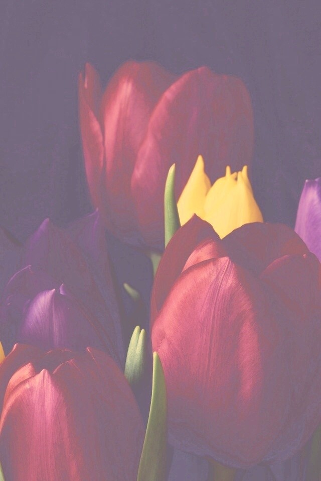 Тюльпаны обои