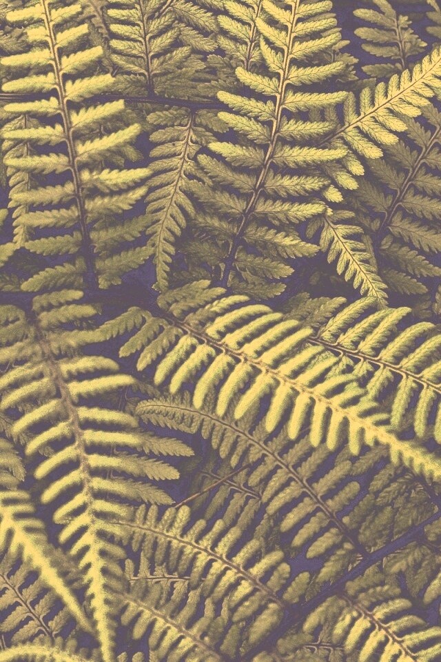 Папоротник обои
