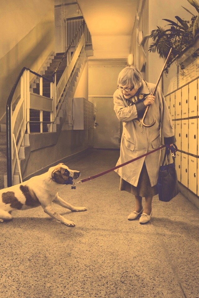 Непослушная собака обои