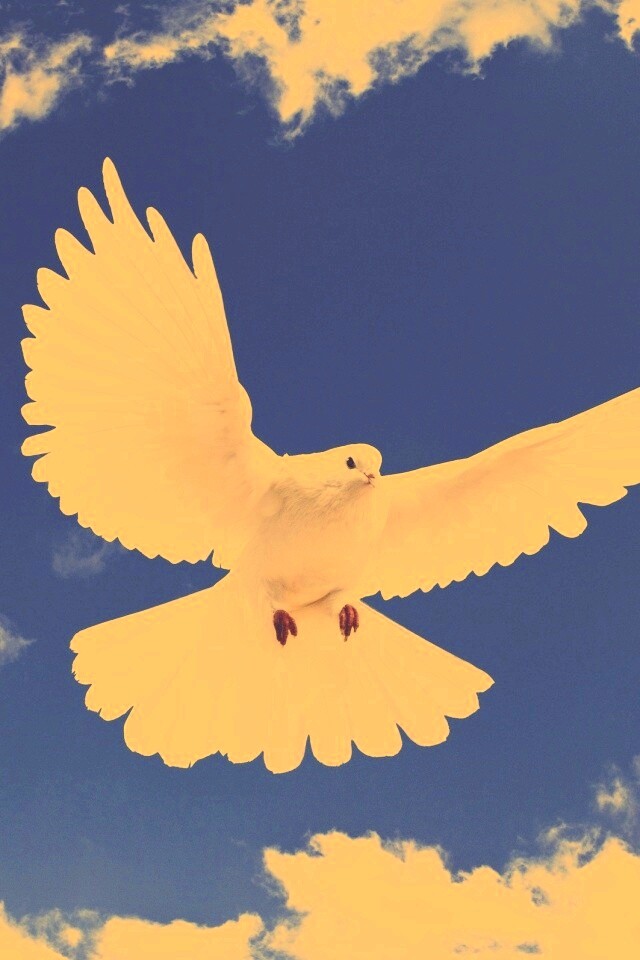 Белый голубь в небе обои
