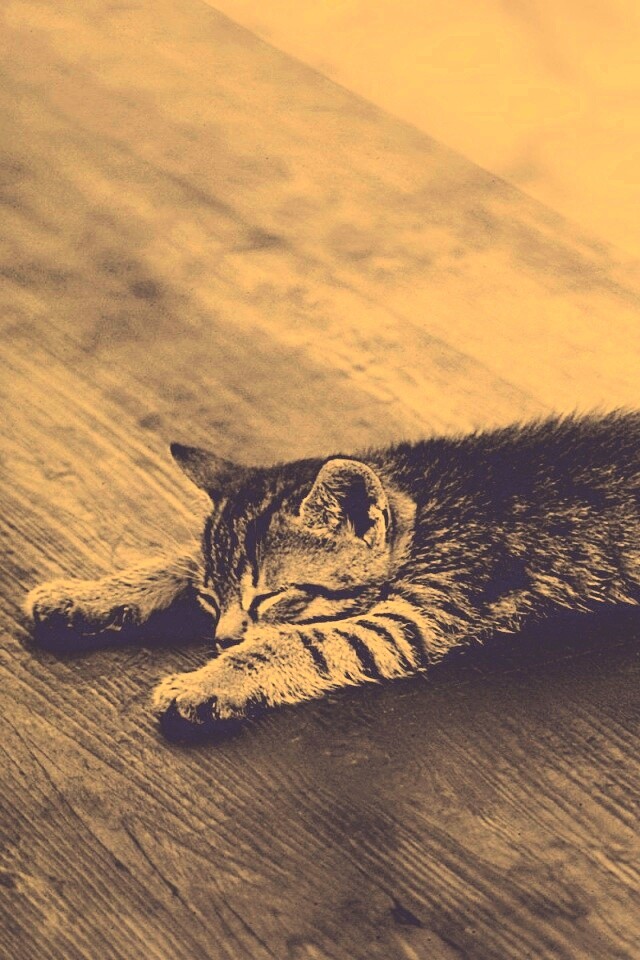 Растянувшийся кошара обои