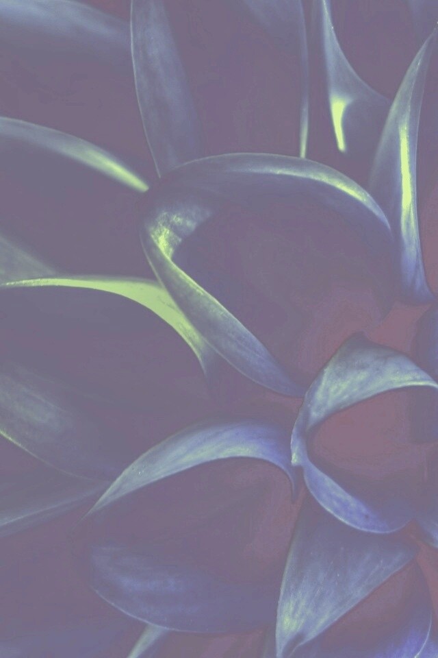 Лепестки обои