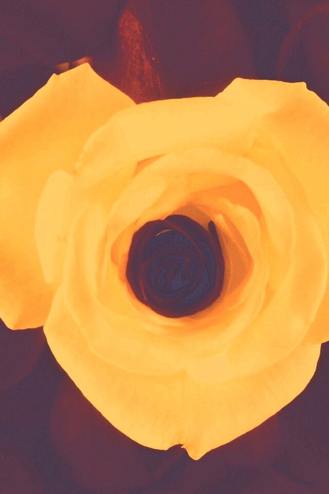 Необыкновенная роза обои