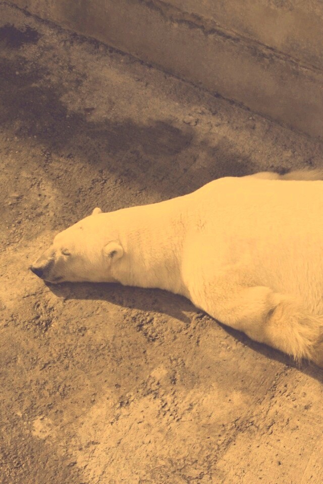 Мы можем их спасти обои