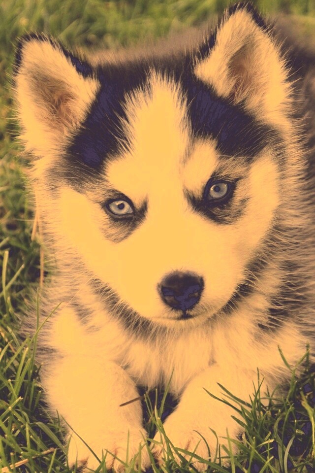 Голубоглазый щенок хаски обои