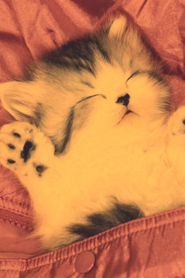 Котенок на розовой куртке обои