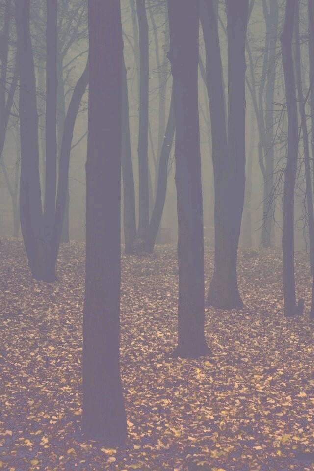 Таинственный лес обои