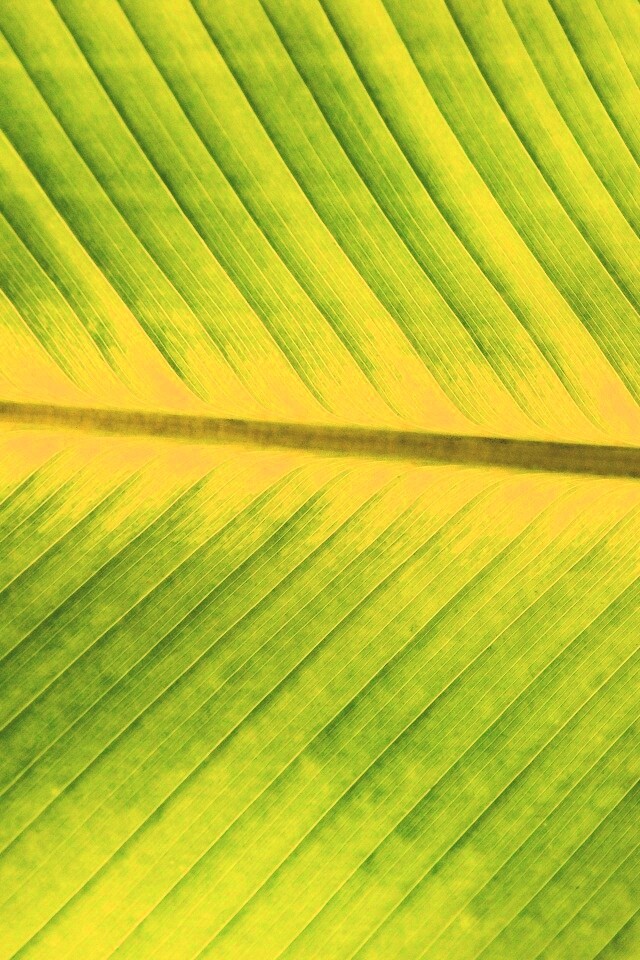 Пальмовый лист на солнце обои