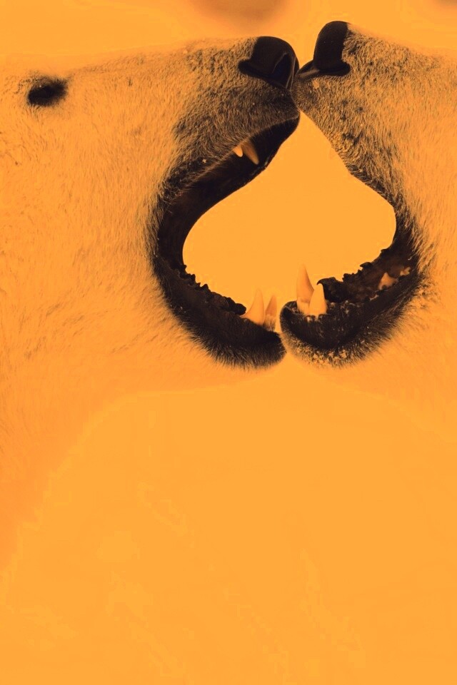 Полярные медведи обои