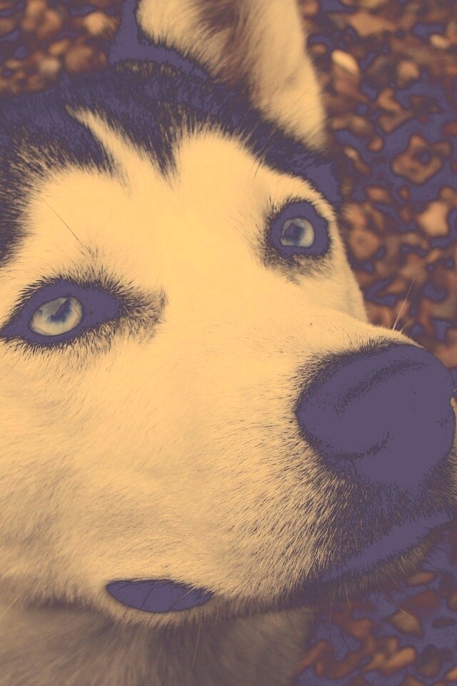 Собака хаски обои