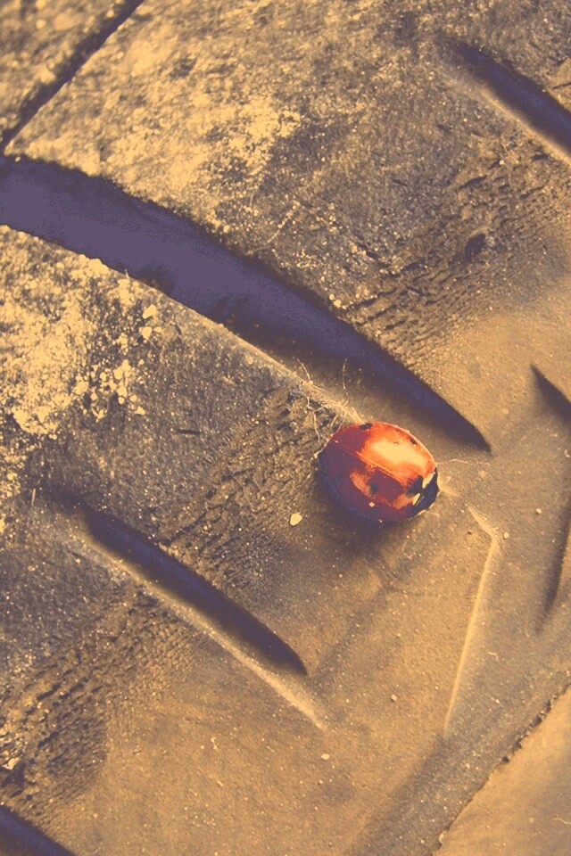 Божья коровка на автомобильной покрышке обои