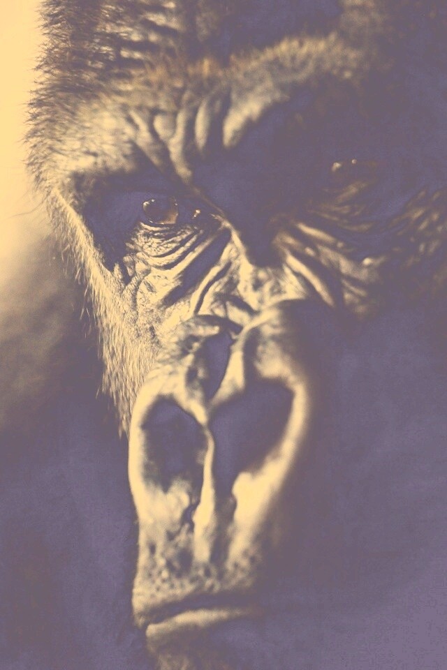 Фото орангутанга обои