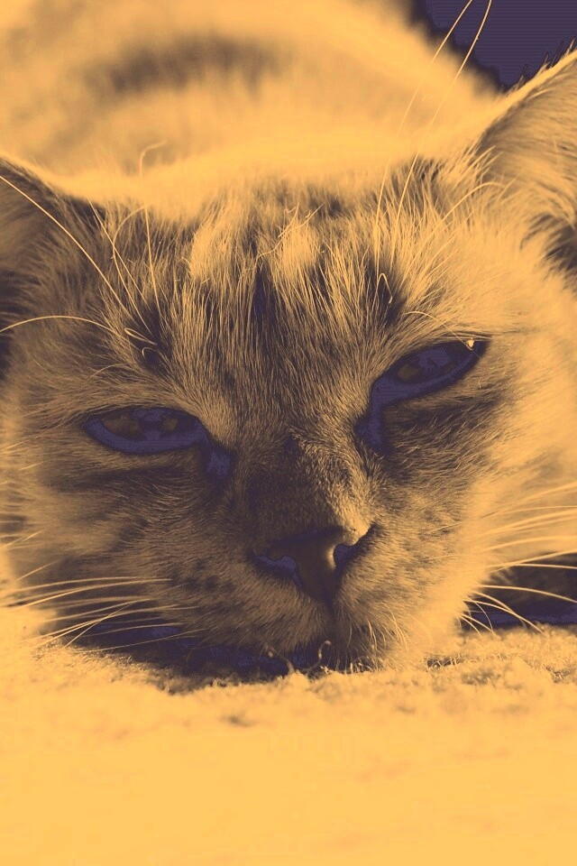 Кошара обои