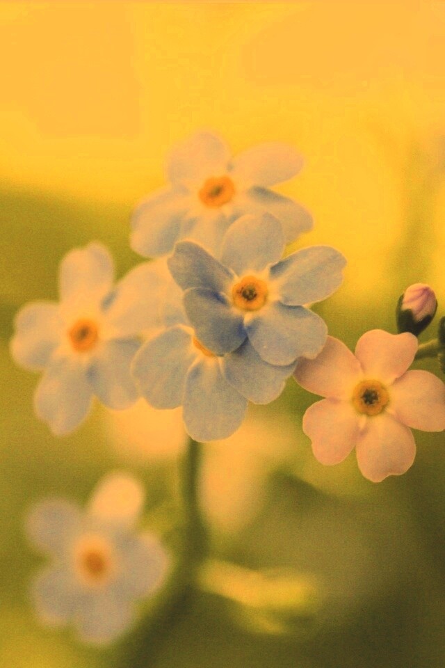 Обои цветов обои