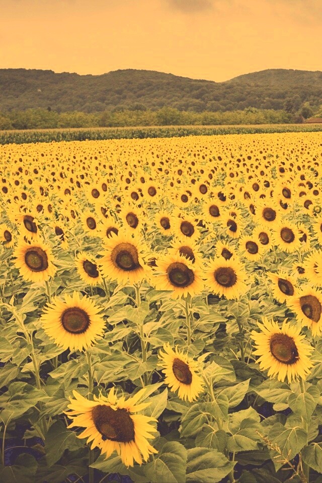 Живописное поле подсолнухов обои