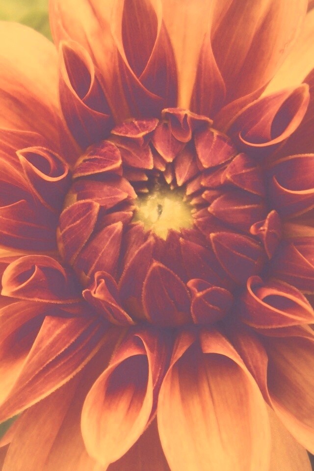 Аленький цветочек обои