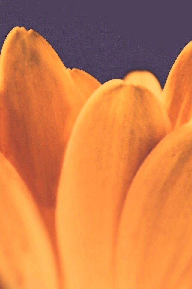 Цветочные лепестки обои