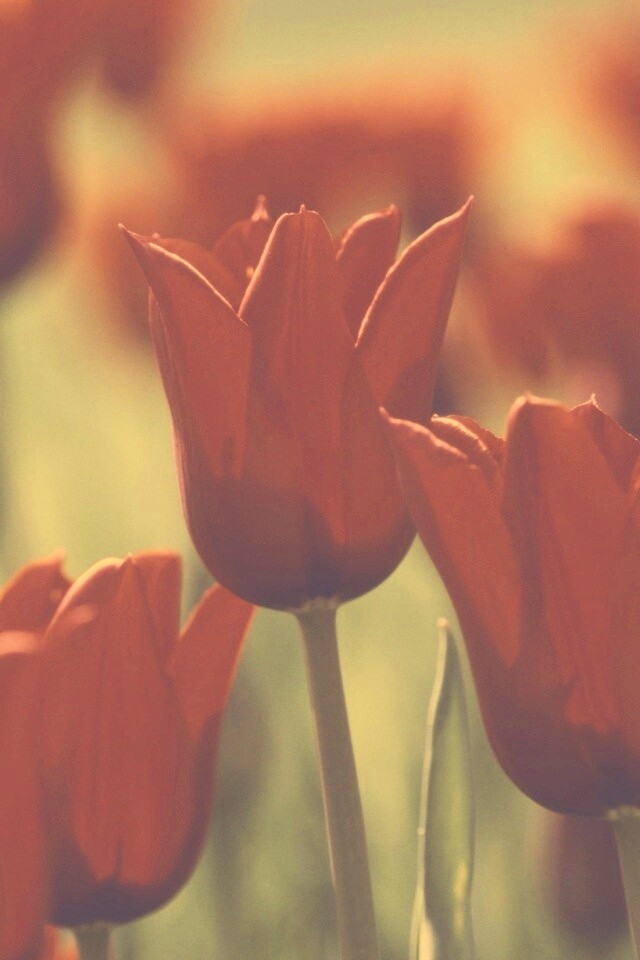 Красные цветы обои