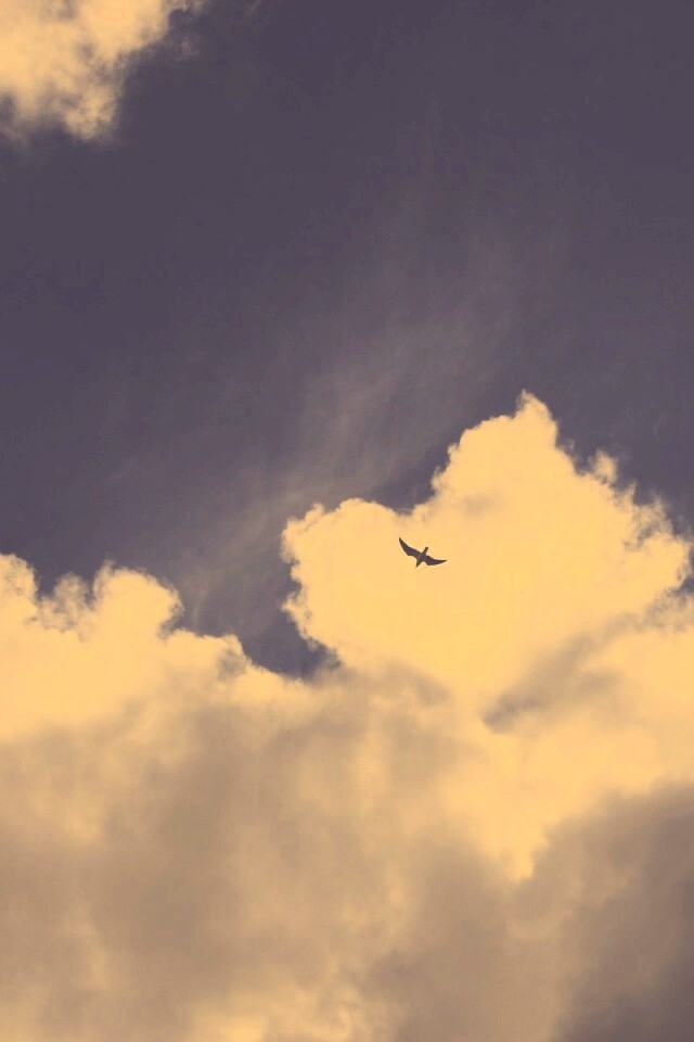 Птица в небе обои