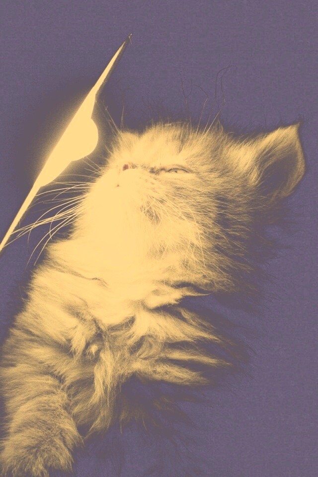 Котя на свету обои