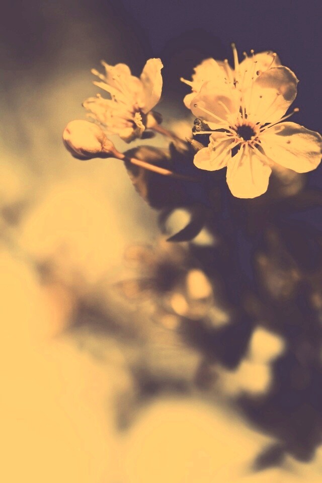 Цветок вишни обои