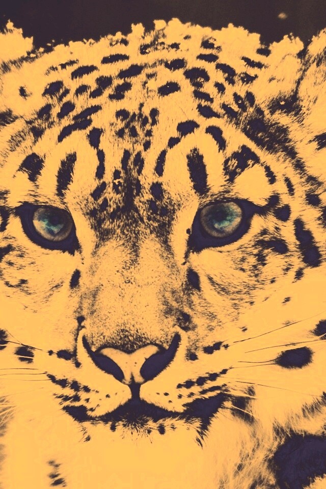 Снежный барс обои