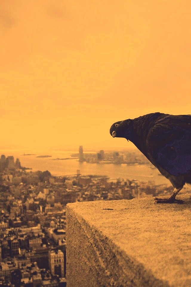 Любознательный голубь обои