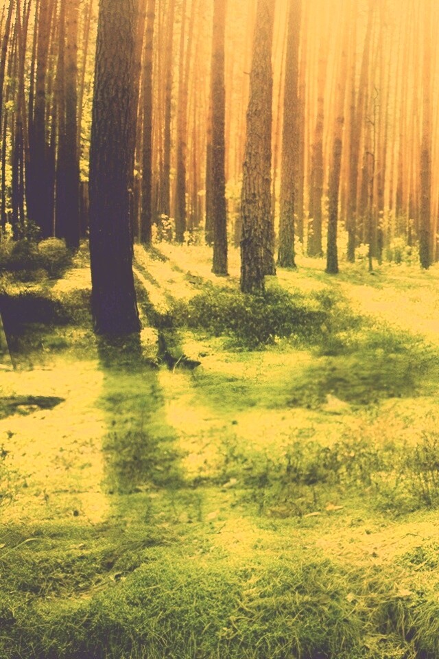 Солнечный лес обои