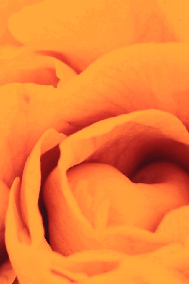 Розовый цветок обои