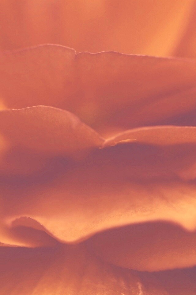 Лепестки красного цветка обои