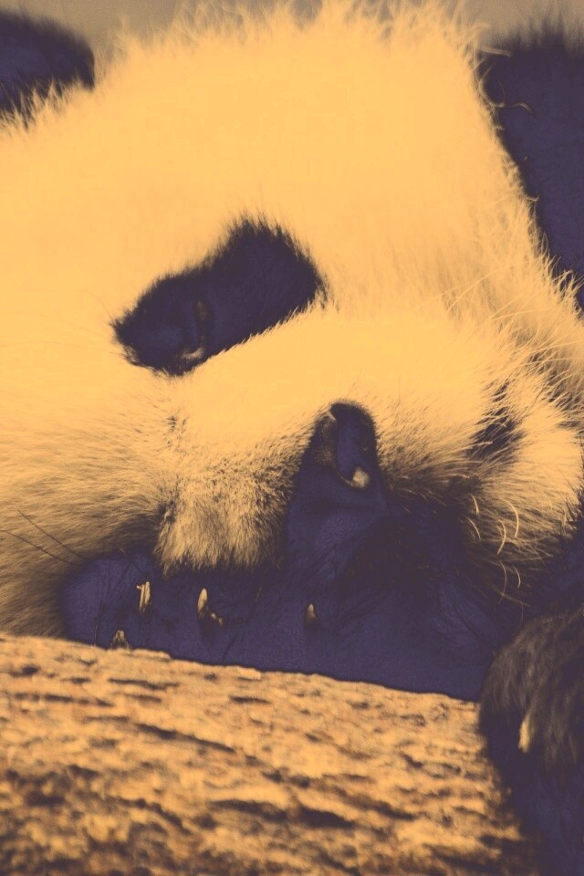 Панда на ветви обои