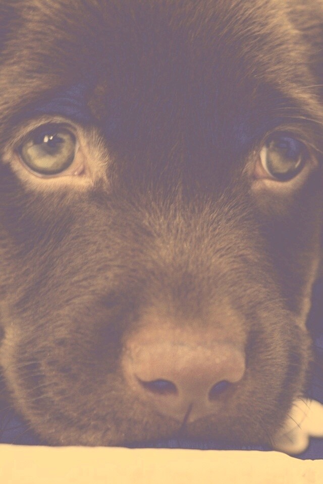 Пушистый шоколадка обои