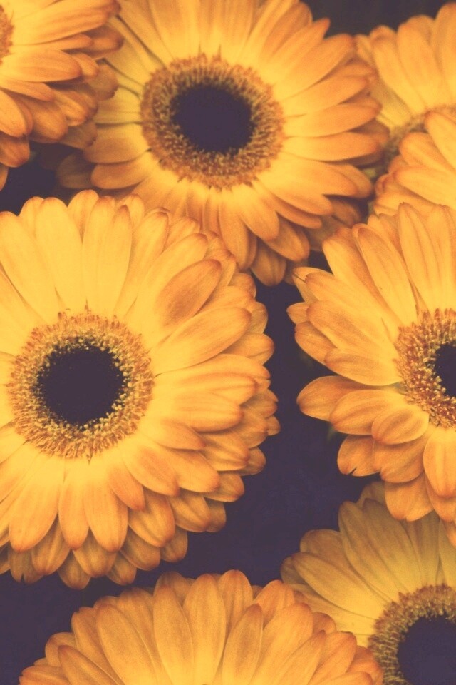 Желтые герберы обои