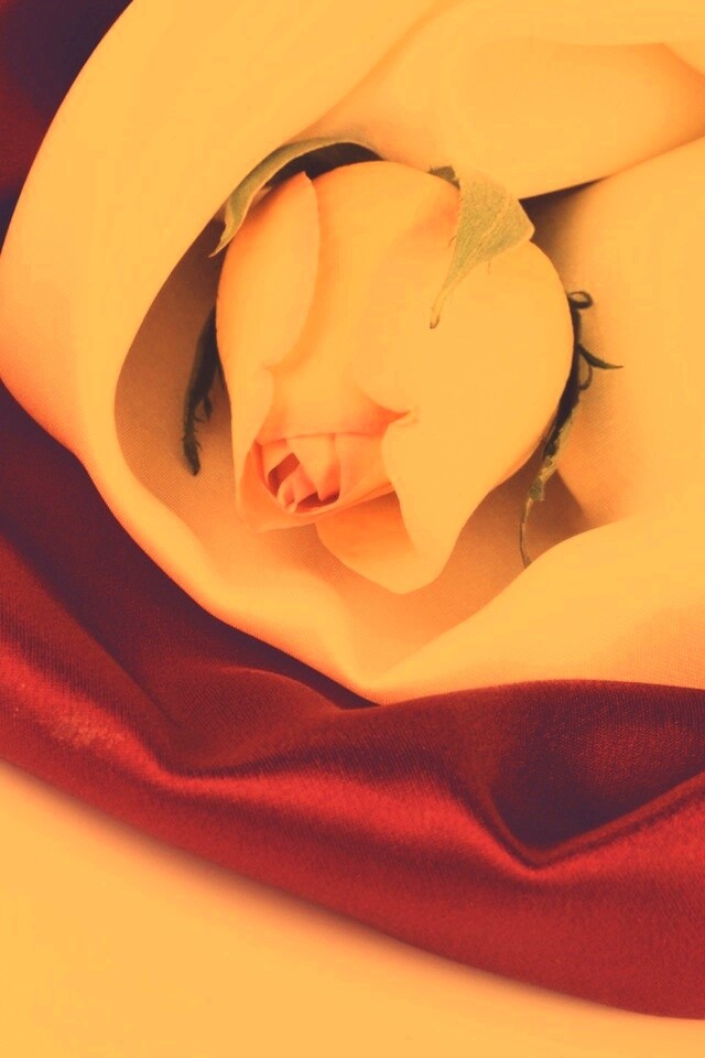 Нераспустившийся цветок розы в шелке обои