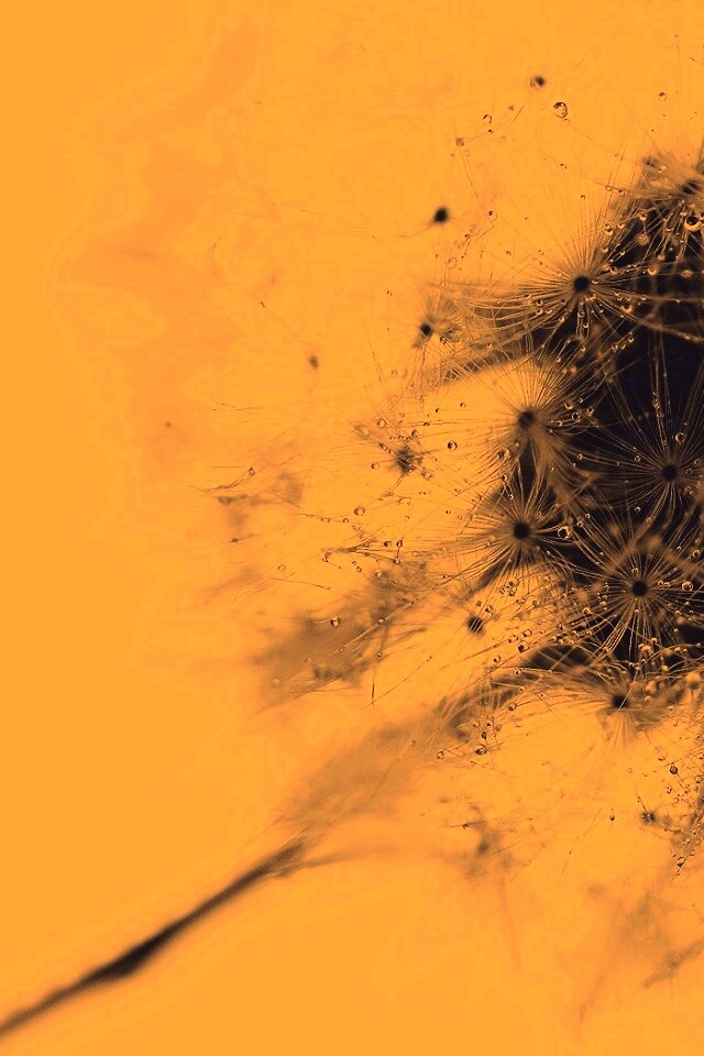 Одуванчик  обои