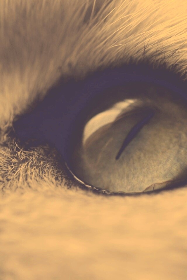 Кошачий глаз обои