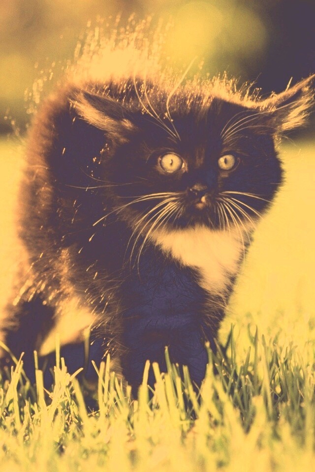 Кот воитель обои