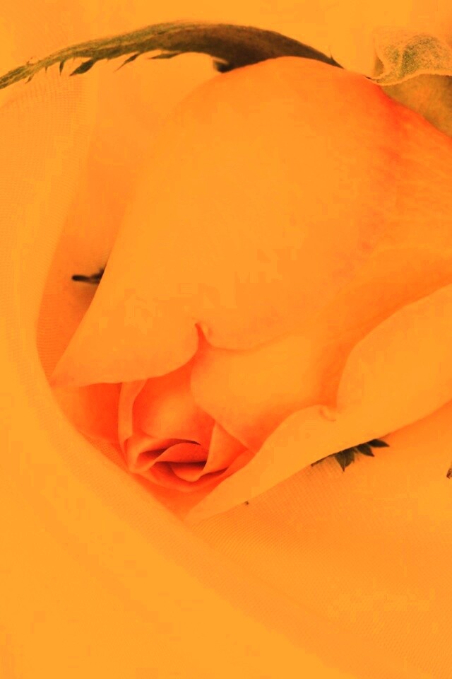 Свадебная роза обои