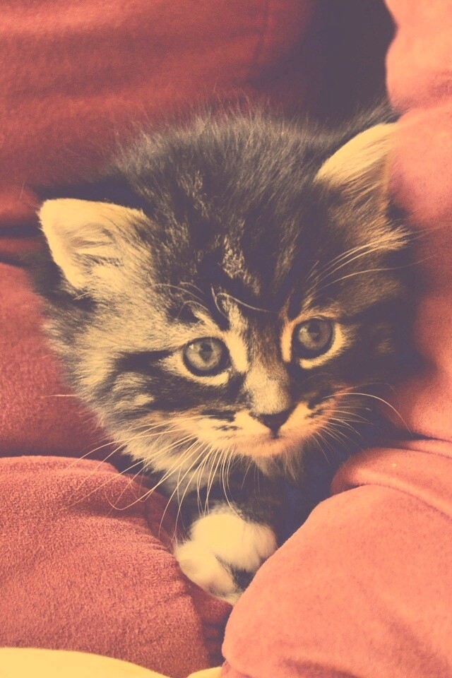 Котенок в подушках обои