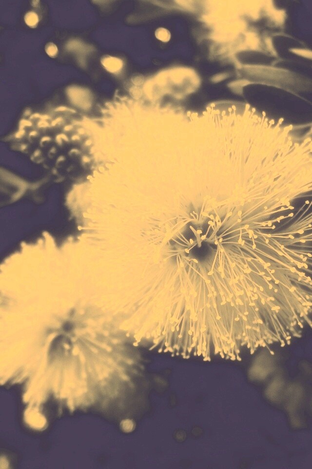 Сказочный цветок обои