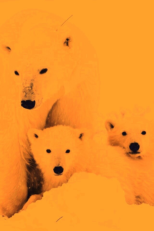 Белые медведи обои