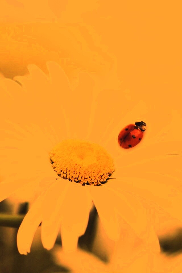 Божья коровка обои