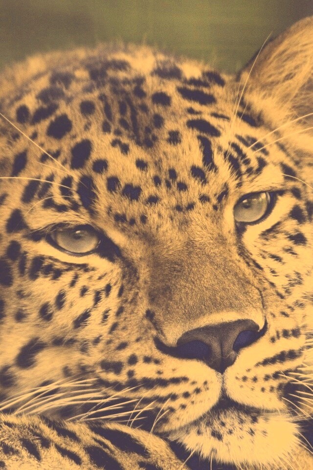 Злопасный ягуляр обои