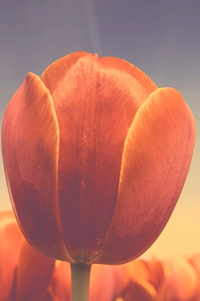 Тюльпан обои