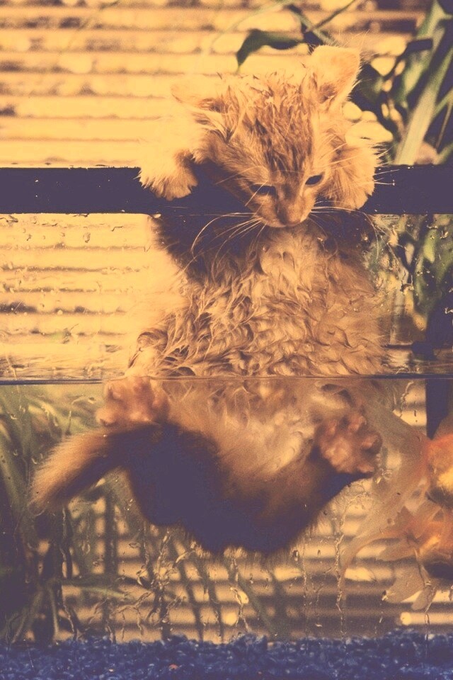 Мокрая киска обои