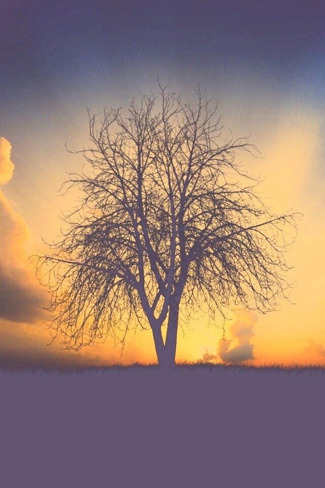 Дерево на закате обои