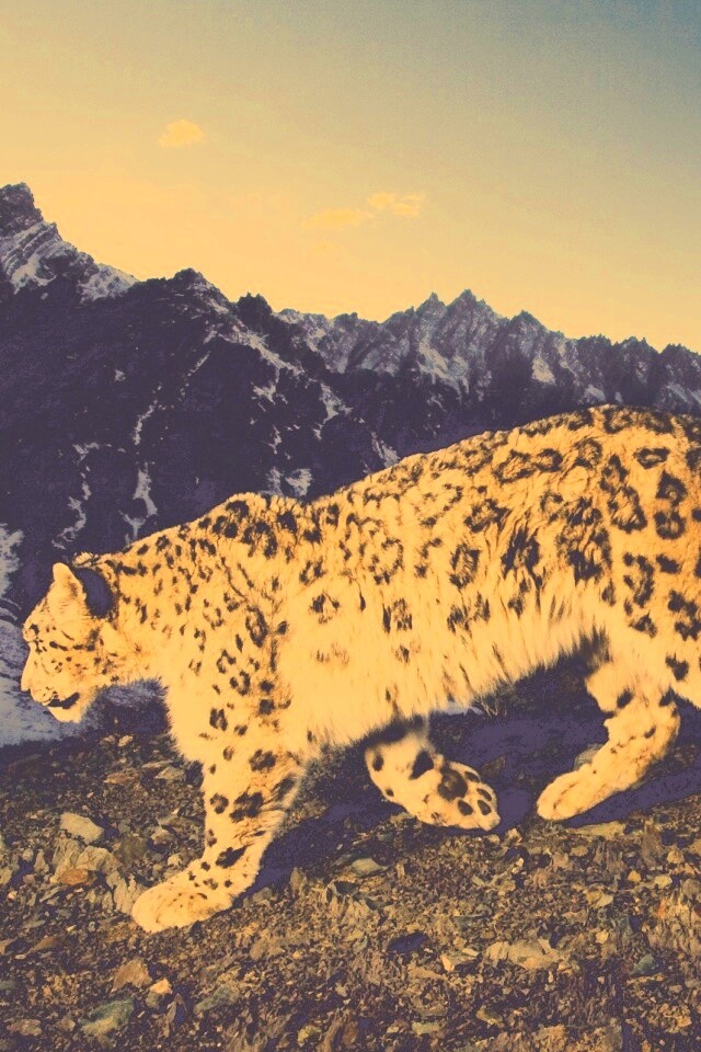 Леопард обои