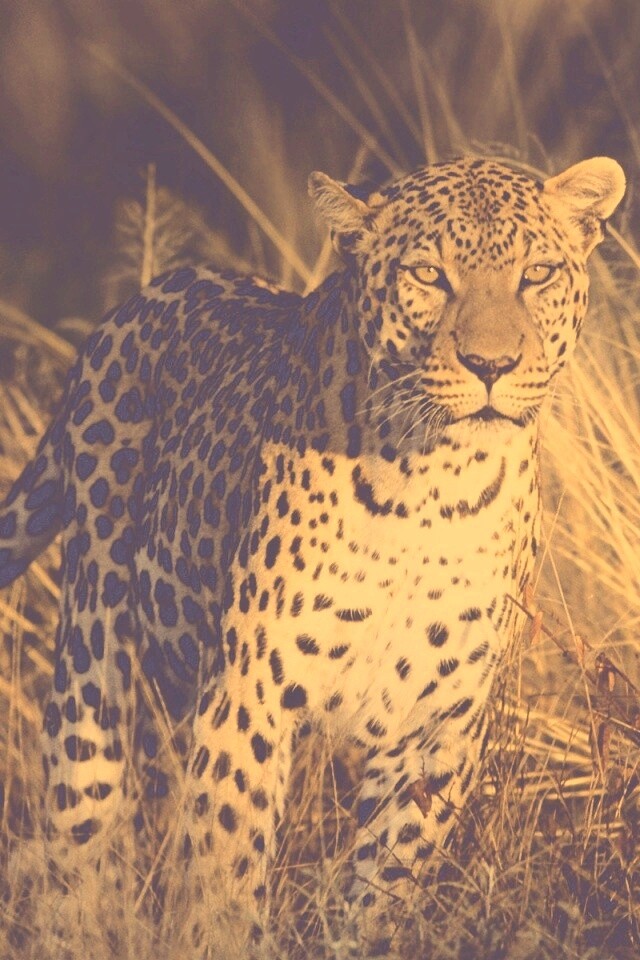 Леопард на охоте обои