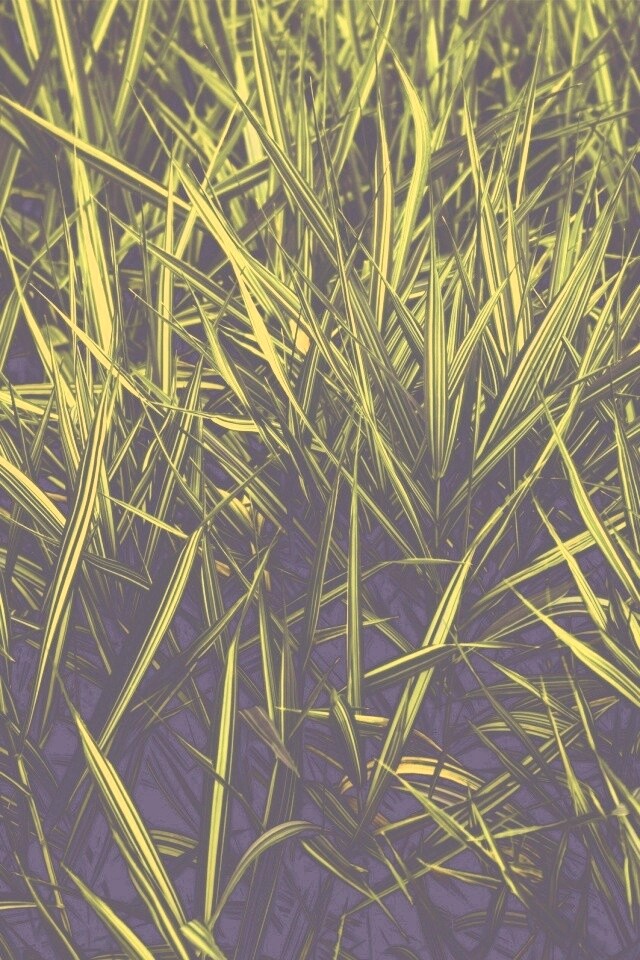 Дикая трава обои