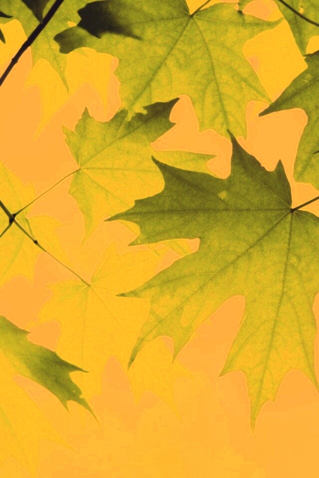 Кленовые листья обои